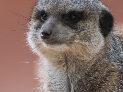 Meerkat - De Zonnegloed - Animal park - Animal refuge centre 